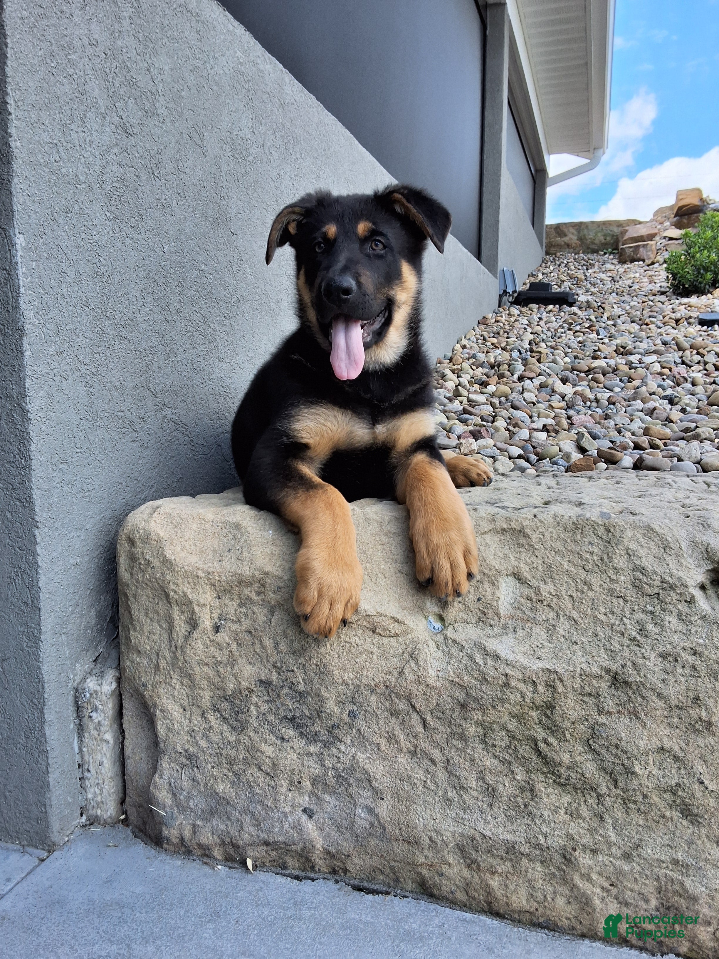 German Shepherd dogs Karl - Ad 1