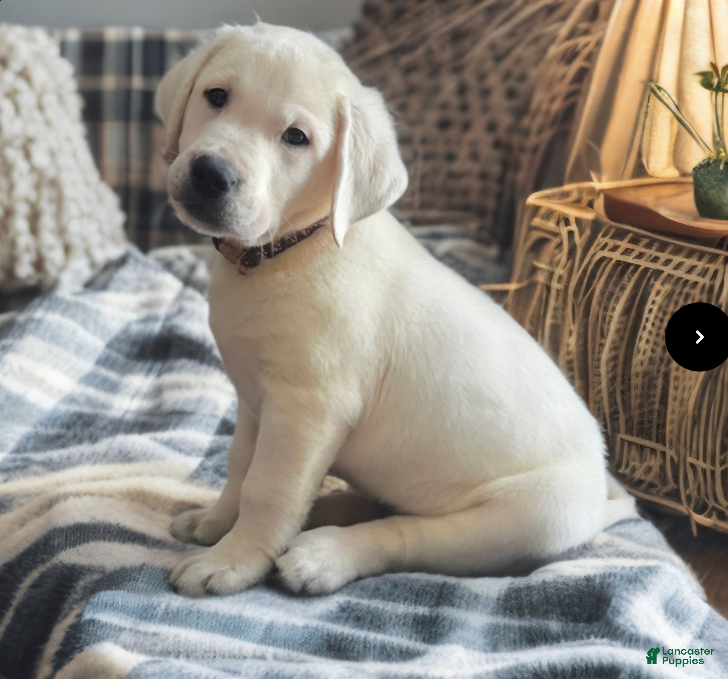 Labrador Retriever dogs Brown Collar - Ad 1