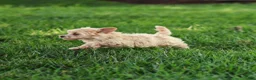 Maltipoo dogs for sale: Nacho Maltipoo Puppy  - Ad 5