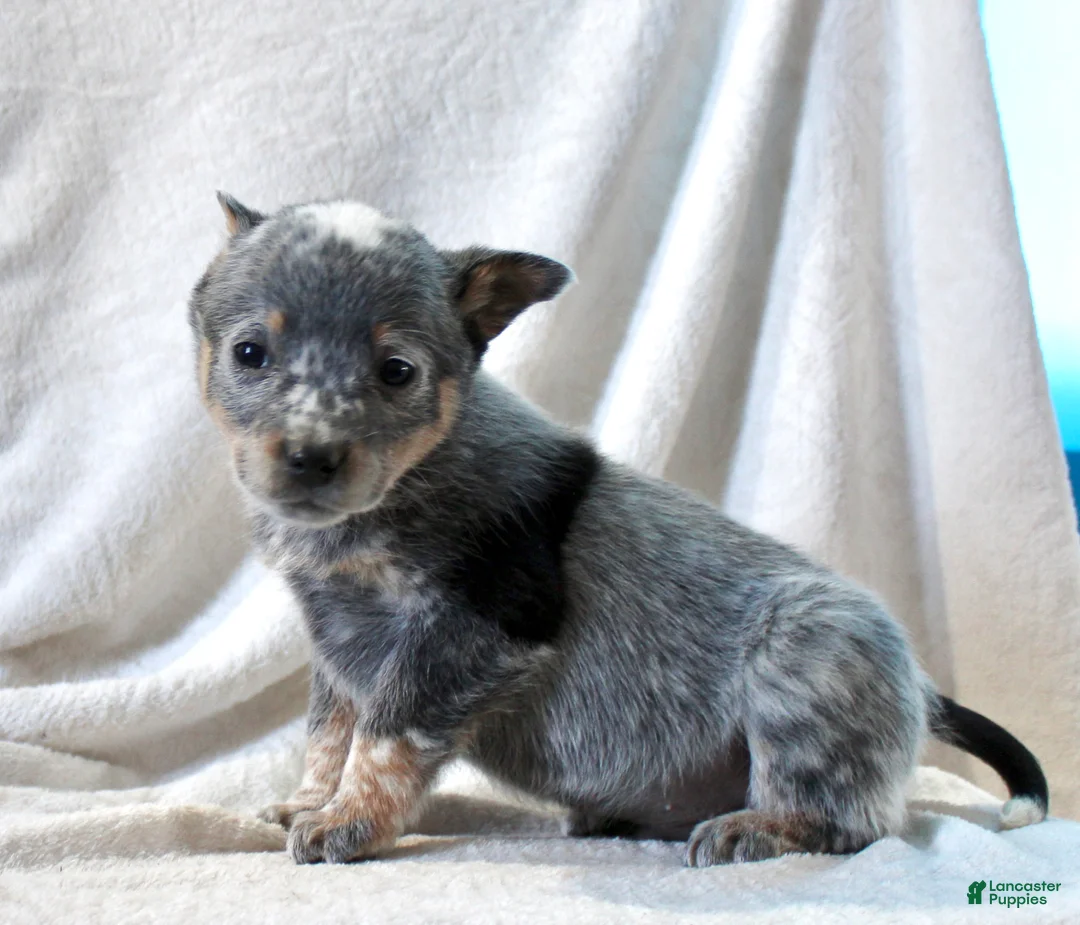 Australian Cattle Dog dogs for sale: Lindor - Ad 5