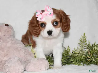 Cavalier King Charles Spaniel dogs Queenie - Ad 41