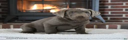 Labrador Retriever dogs for sale: Maverick - Ad 3