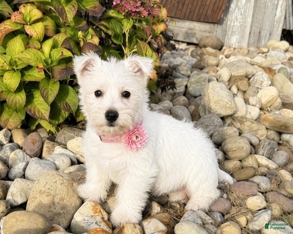 West Highland Terrier dogs Amanda - Ad 1