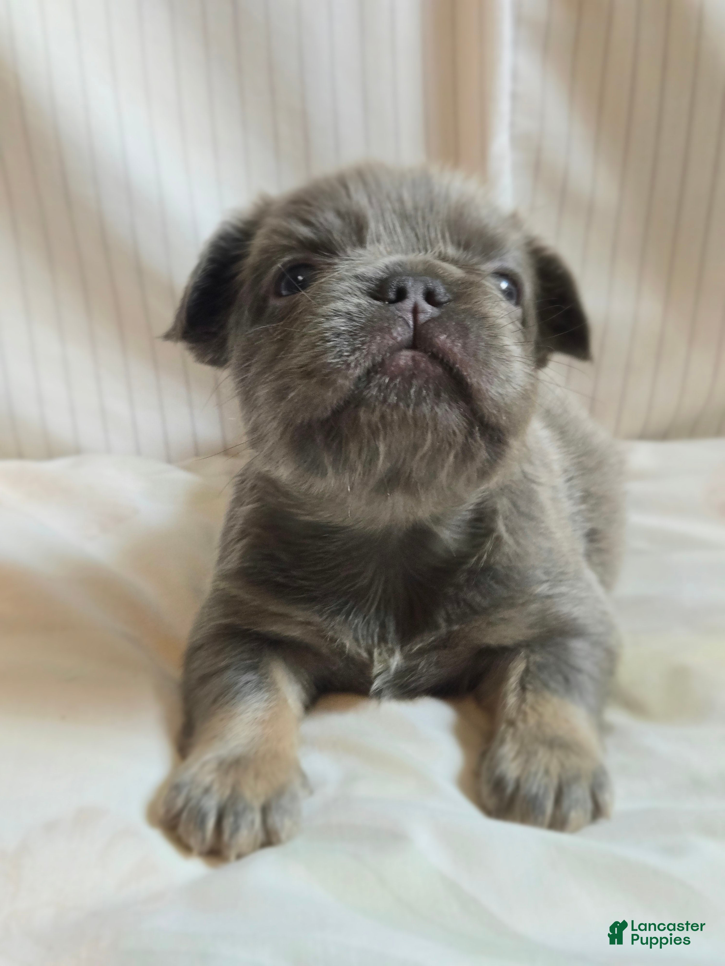 French Bulldog dogs for sale: Athena - Ad 6