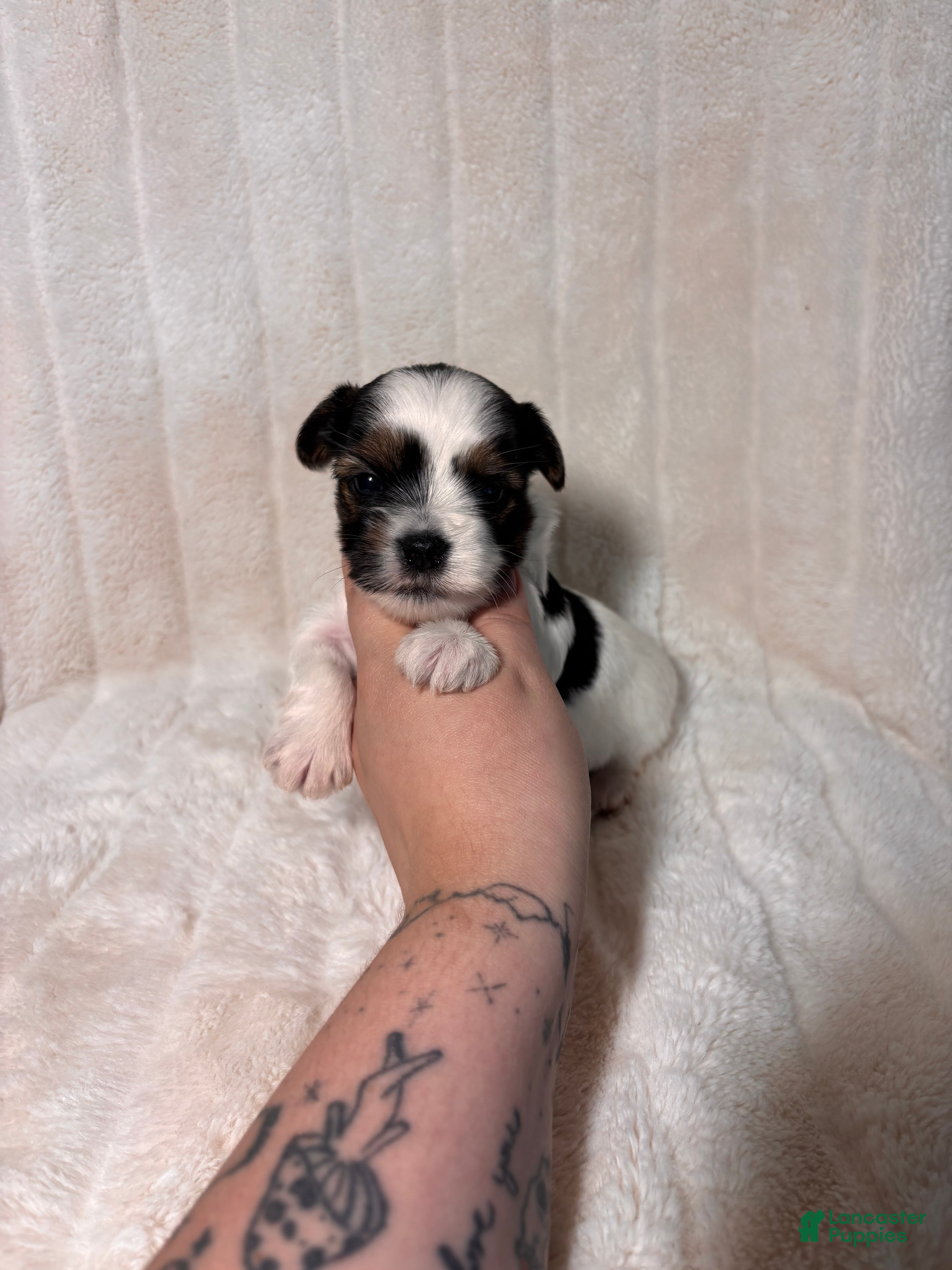 Yorkshire Terrier dogs Yorkshire Terrier 2 - Ad 30