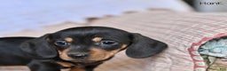 Miniature Dachshund dogs for sale: Hank - Ad 4