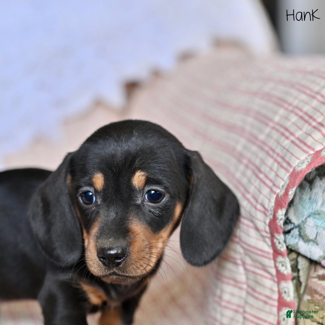 Miniature Dachshund dogs for sale: Hank - Ad 4