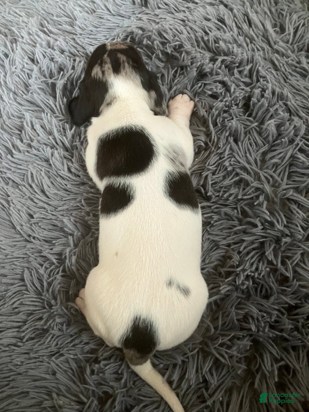 Miniature Dachshund dogs for sale: Akc Maybelle - Ad 4