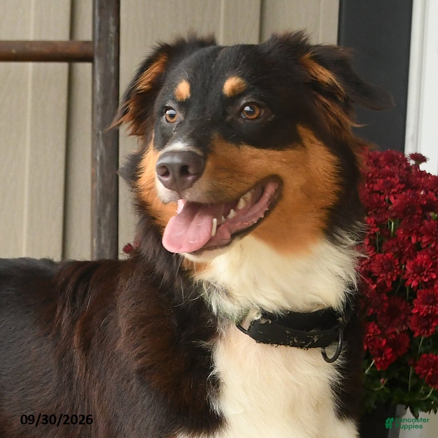 Australian Shepherd dogs for sale: Hooper - Ad 2