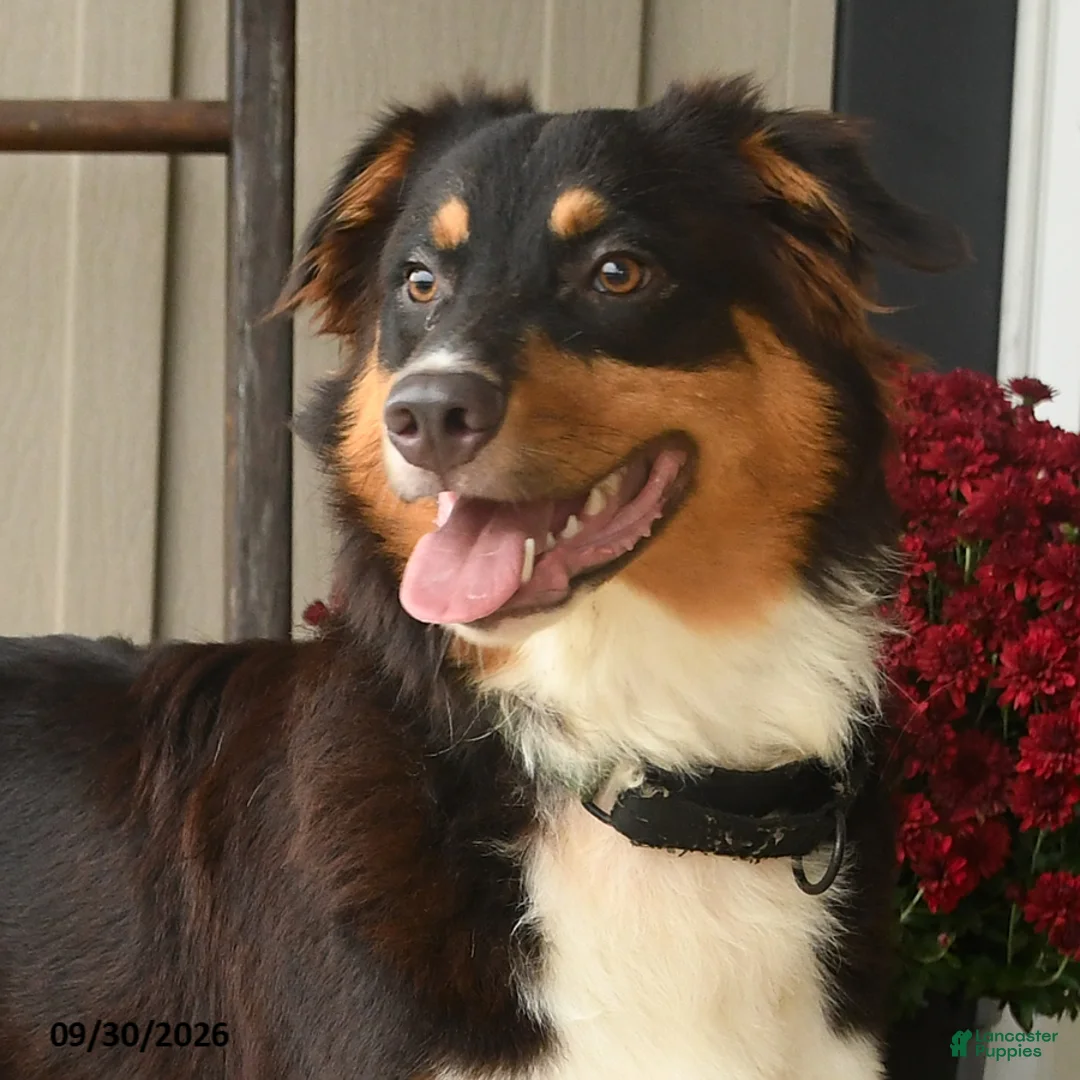 Australian Shepherd dogs for sale: Hooper - Ad 3