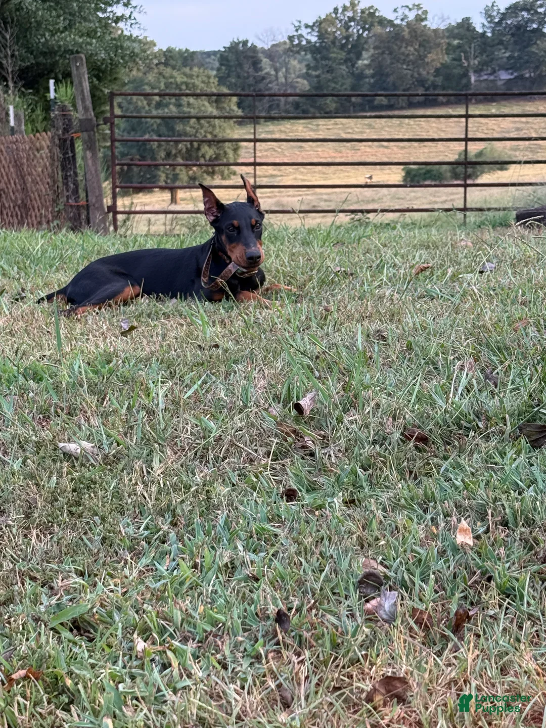 Doberman Pinscher dogs for sale: Doberman Pinscher 1 - Ad 3