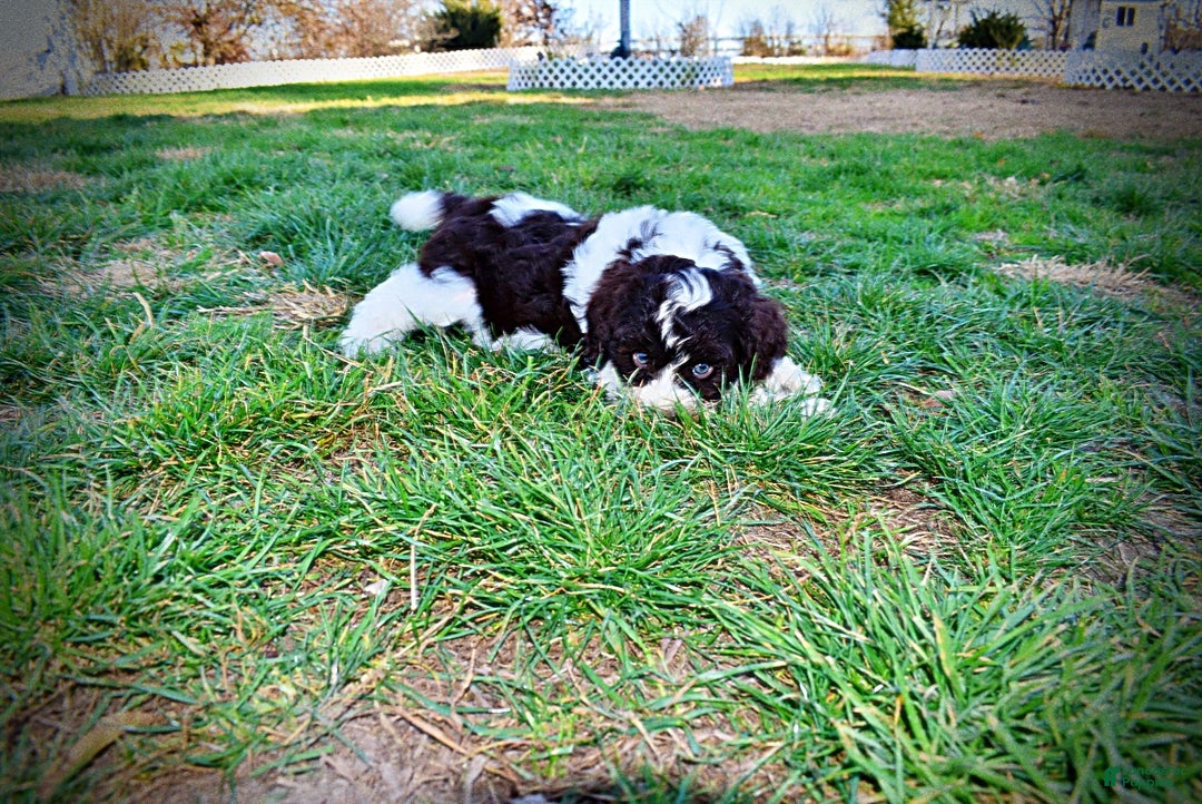 Havapoo dogs for sale: Priscilla - Ad 13