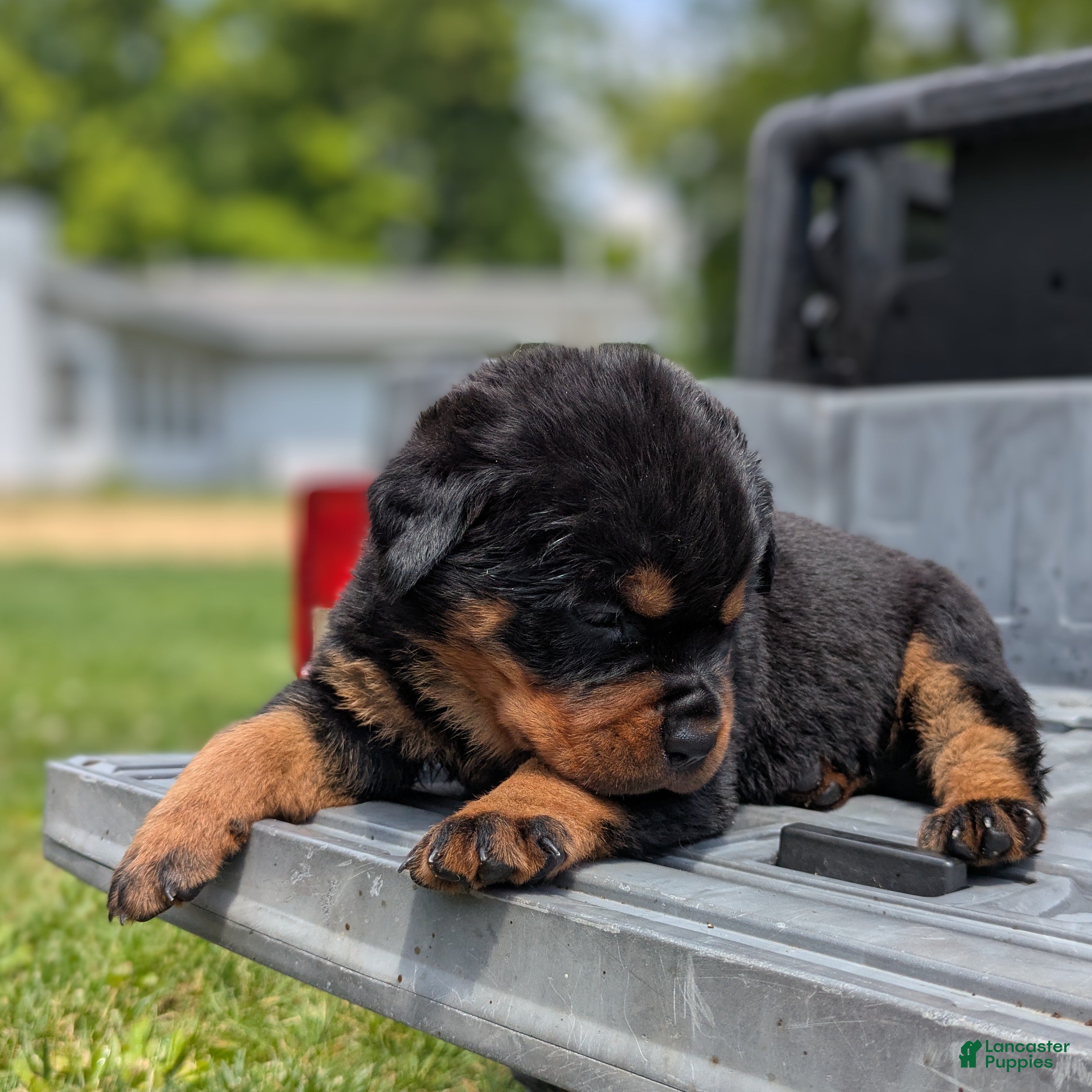 Rottweiler dogs Porsha - Ad 2