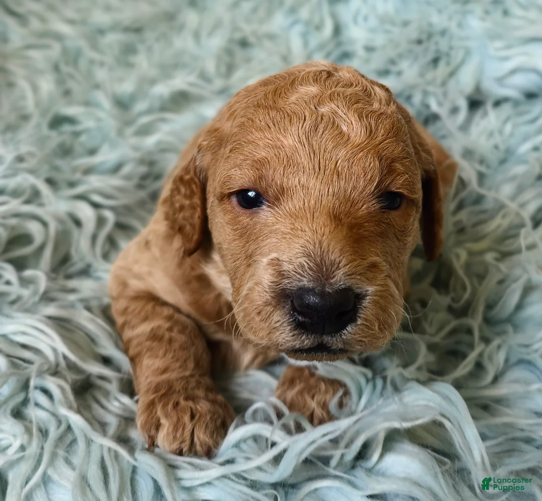 Mini Goldendoodle dogs for sale: Cedar - Ad 1