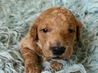 Mini Goldendoodle dogs for sale: Cedar - Ad 2