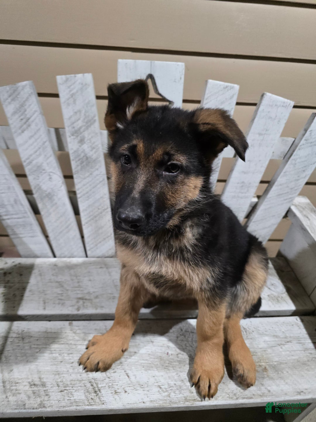 German Shepherd dogs for sale: Hunter - Ad 7