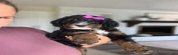 Mini Bernedoodle dogs for sale: Paisley - Ad 4