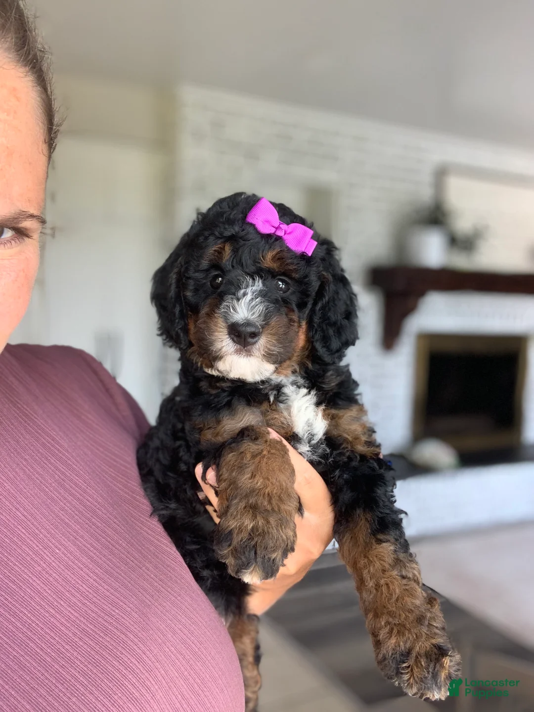 Mini Bernedoodle dogs for sale: Paisley - Ad 4