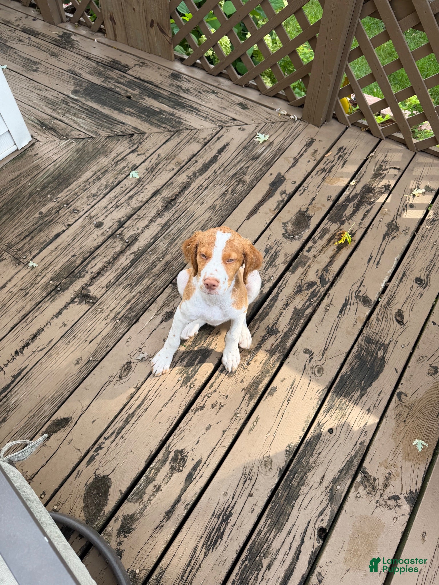 Brittany Spaniel dogs Mozzy  - Ad 1