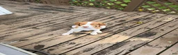 Brittany Spaniel dogs for sale: Mozzy  - Ad 1