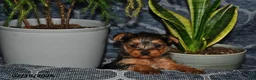 Yorkshire Terrier dogs for sale: Texas - Ad 3