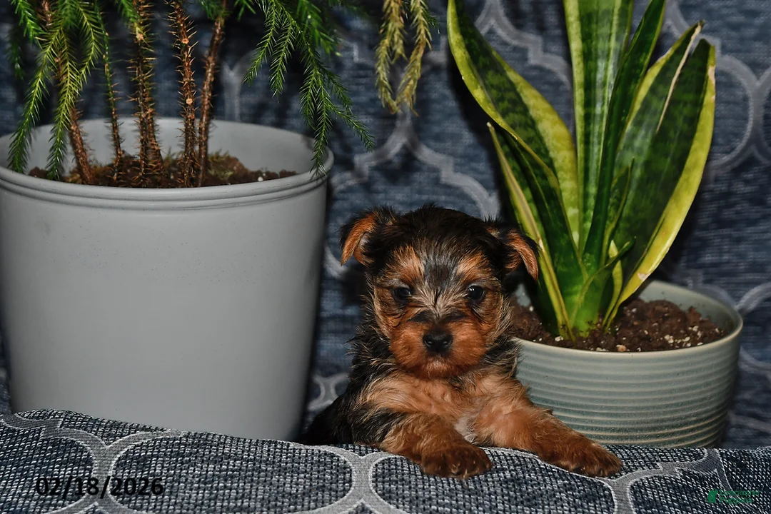 Yorkshire Terrier dogs for sale: Texas - Ad 3