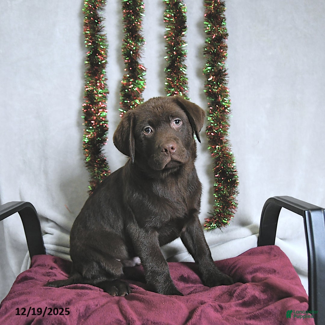 Labrador Retriever dogs for sale: Terry - Ad 2