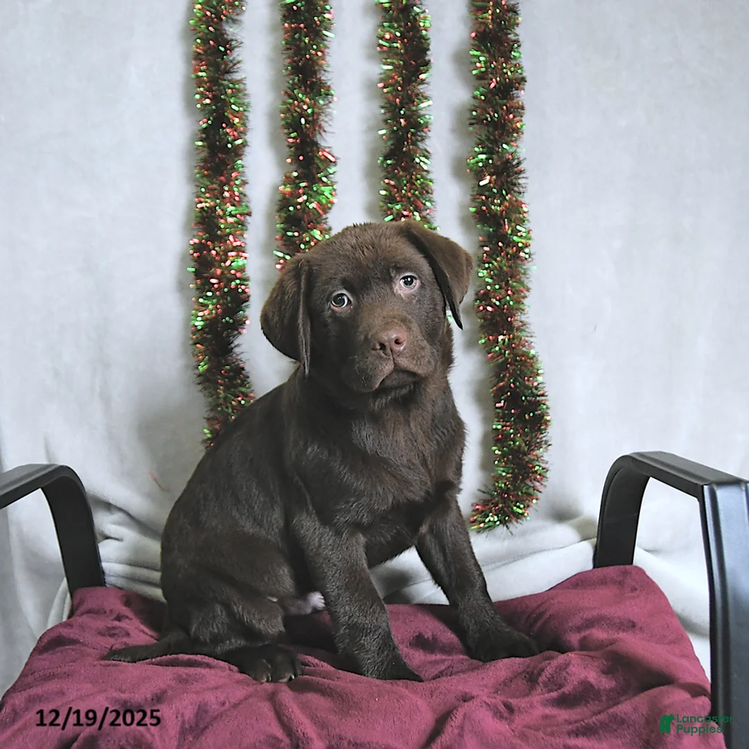 Labrador Retriever dogs for sale: Terry - Ad 2