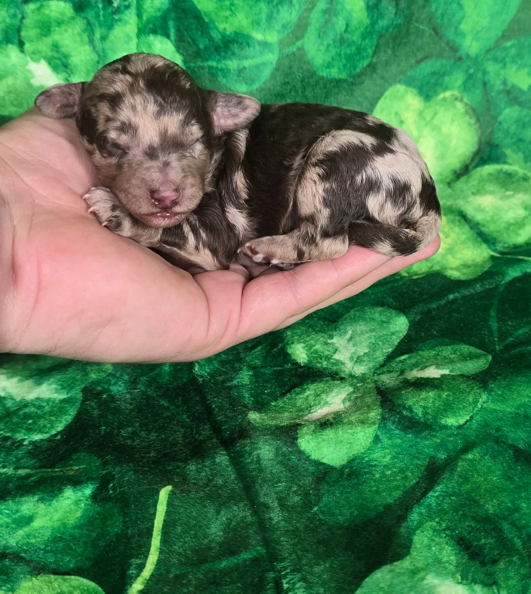 Mini Goldendoodle dogs for sale: Archer - Ad 2