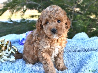 Mini Goldendoodle dogs Pippa - Ad 19