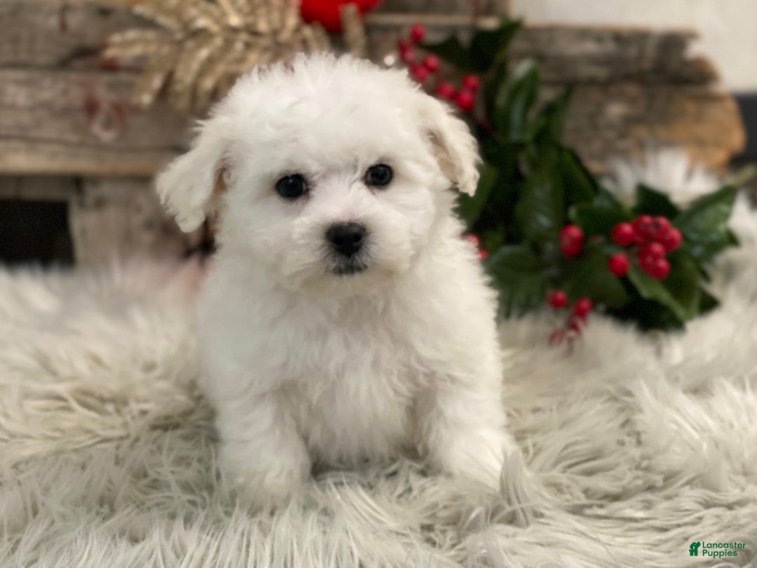 Bichon Frise dogs for sale: Edmond - Ad 2