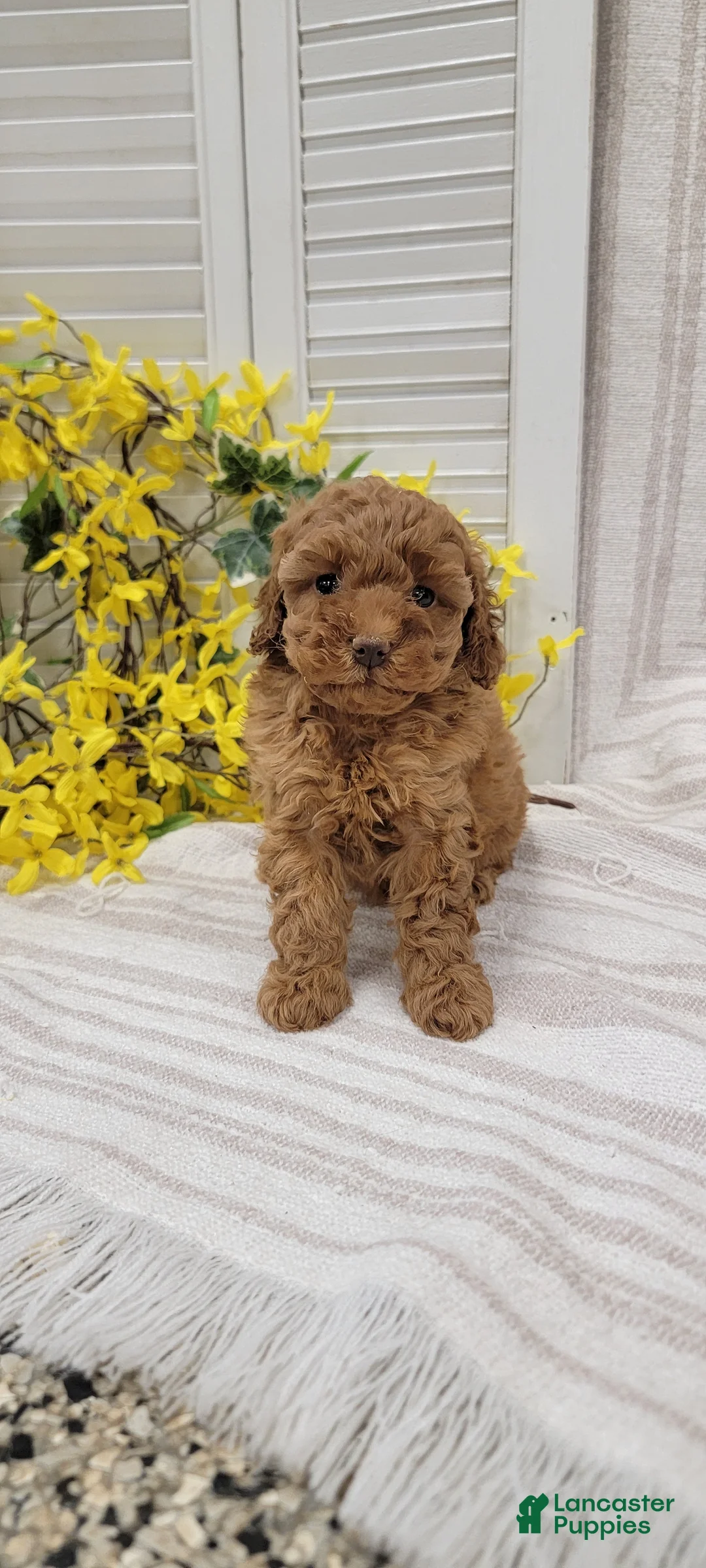 Toy Poodle dogs for sale: Rocket - Ad 1