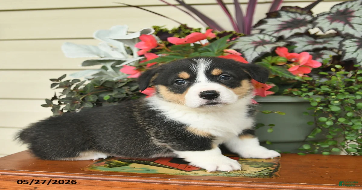 Alastor Welsh Corgi Pembroke for sale in New Holland | Lancaster