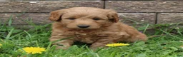 Mini Goldendoodle dogs for sale: Brock - Ad 3