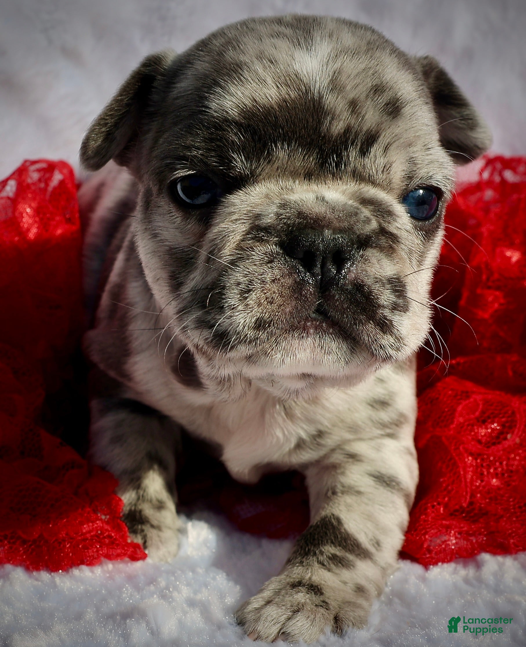 French Bulldog dogs JJ - Ad 36