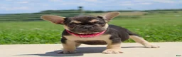 French Bulldog dogs for sale: Mocha - Ad 4