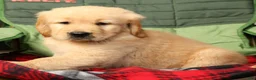 Golden Retriever dogs for sale: Denali - Ad 8