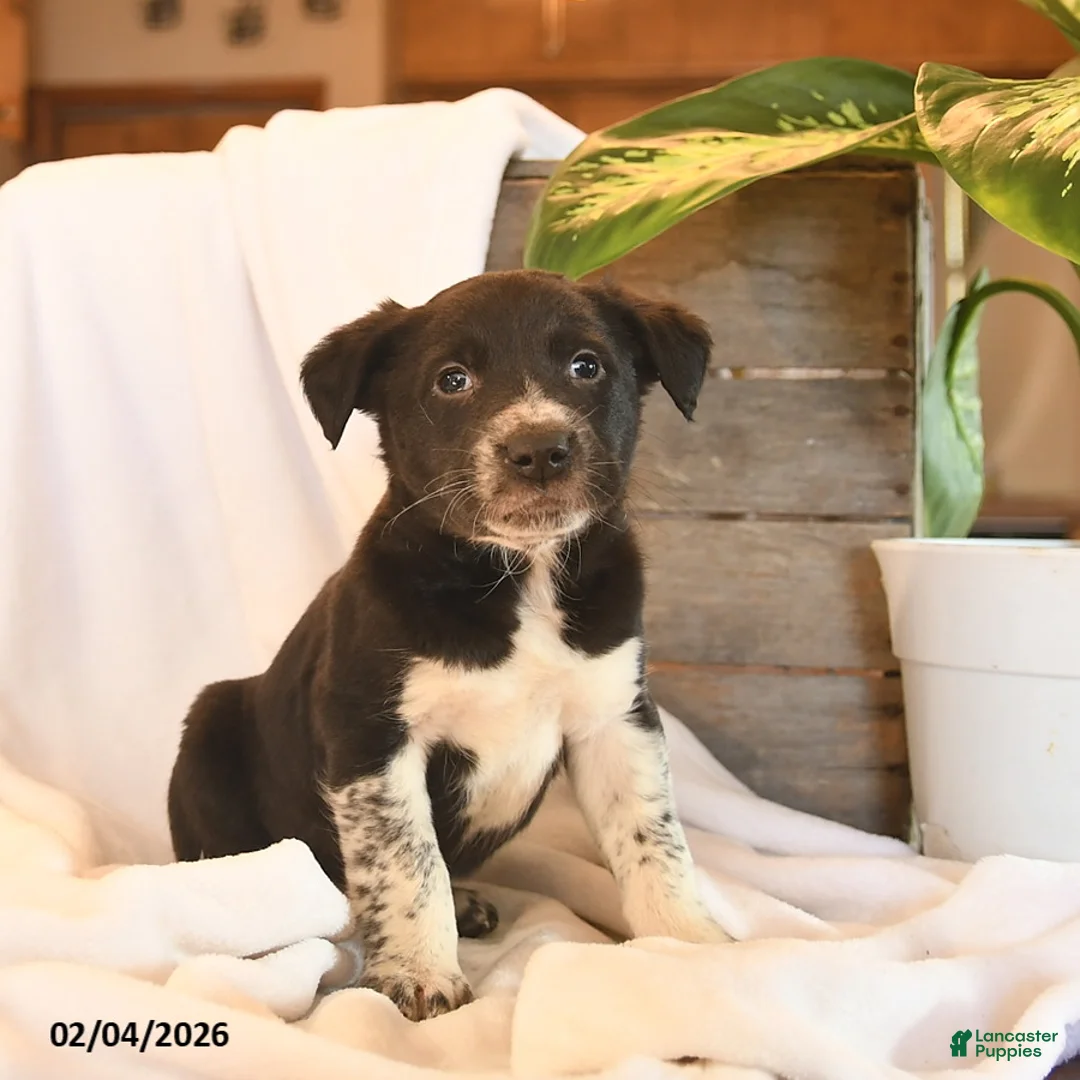 Mixed Breed dogs for sale: Newton  - Ad 2