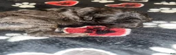 Yorkiepoo dogs for sale: Stitch - Ad 3