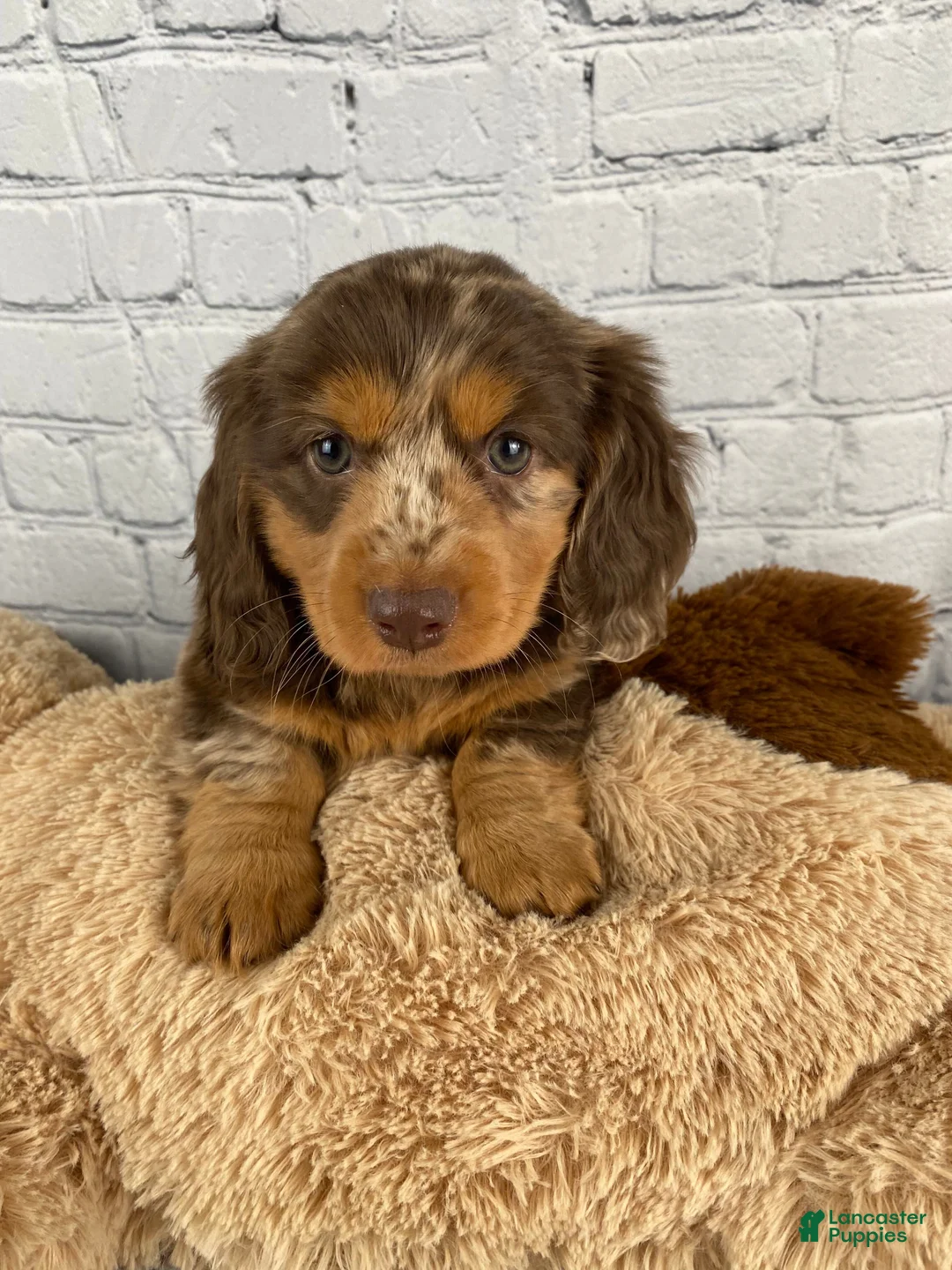 Miniature Dachshund dogs for sale: Crissy - Ad 12