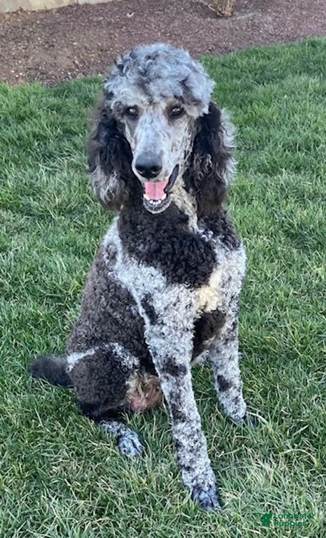Standard Poodle dogs for sale: Tasha- genetic clear - Ad 4