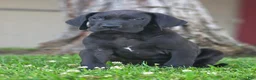 Great Dane dogs for sale: Bellows - Ad 4