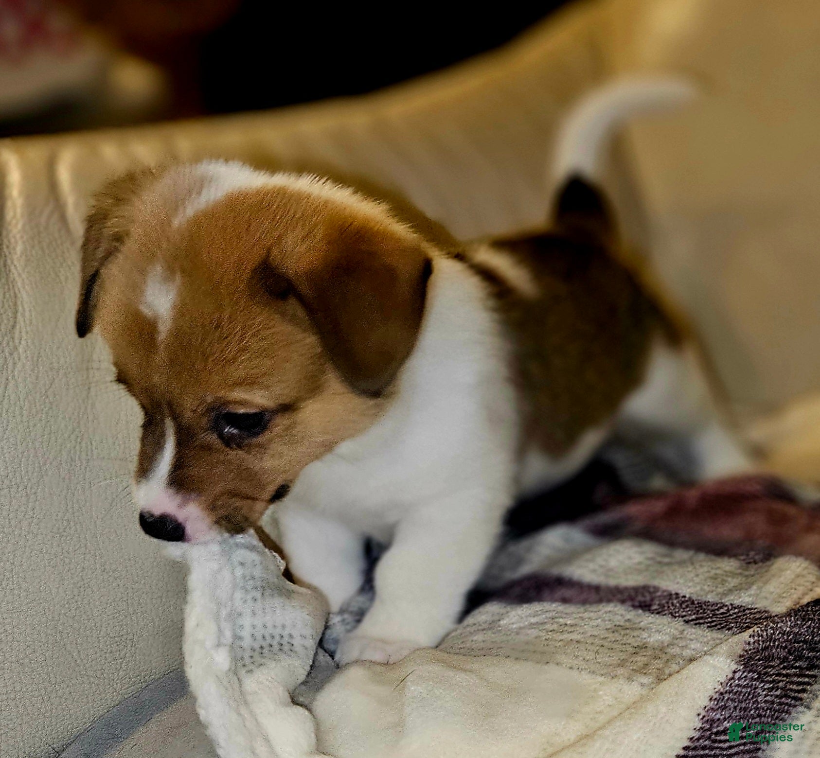 Mixed Breed dogs Orpheus - Ad 2