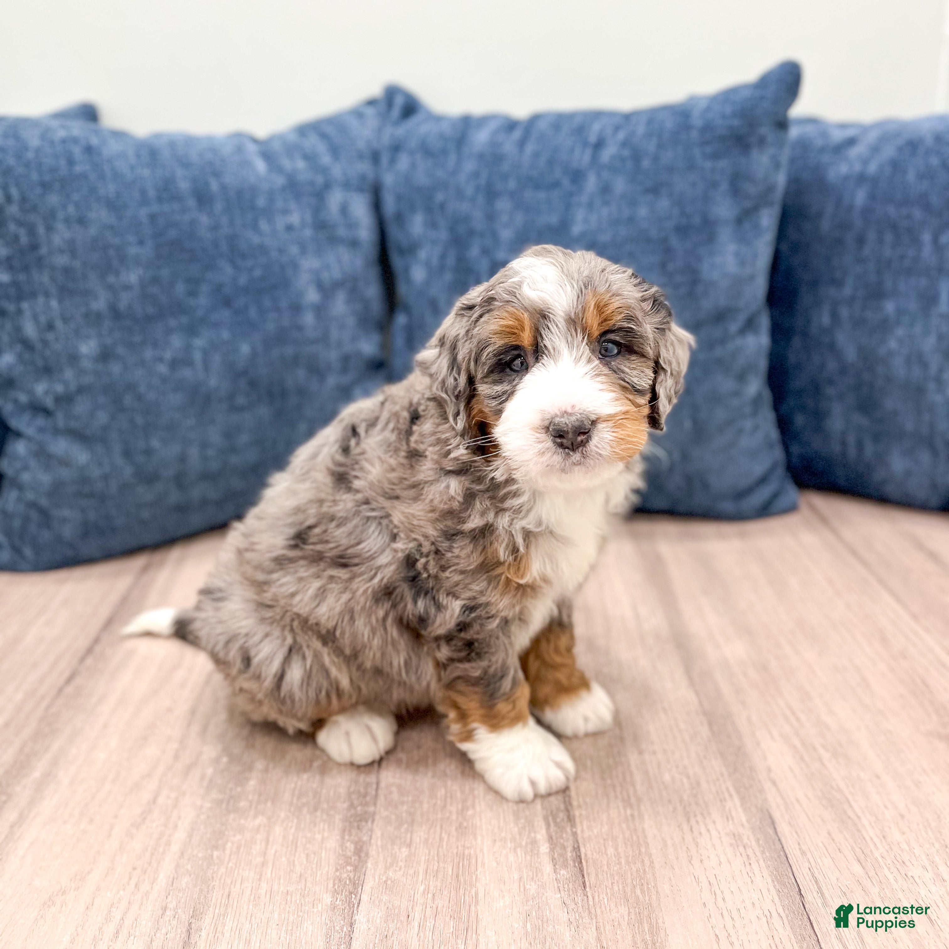 Mini Bernedoodle dogs Scout - Ad 2