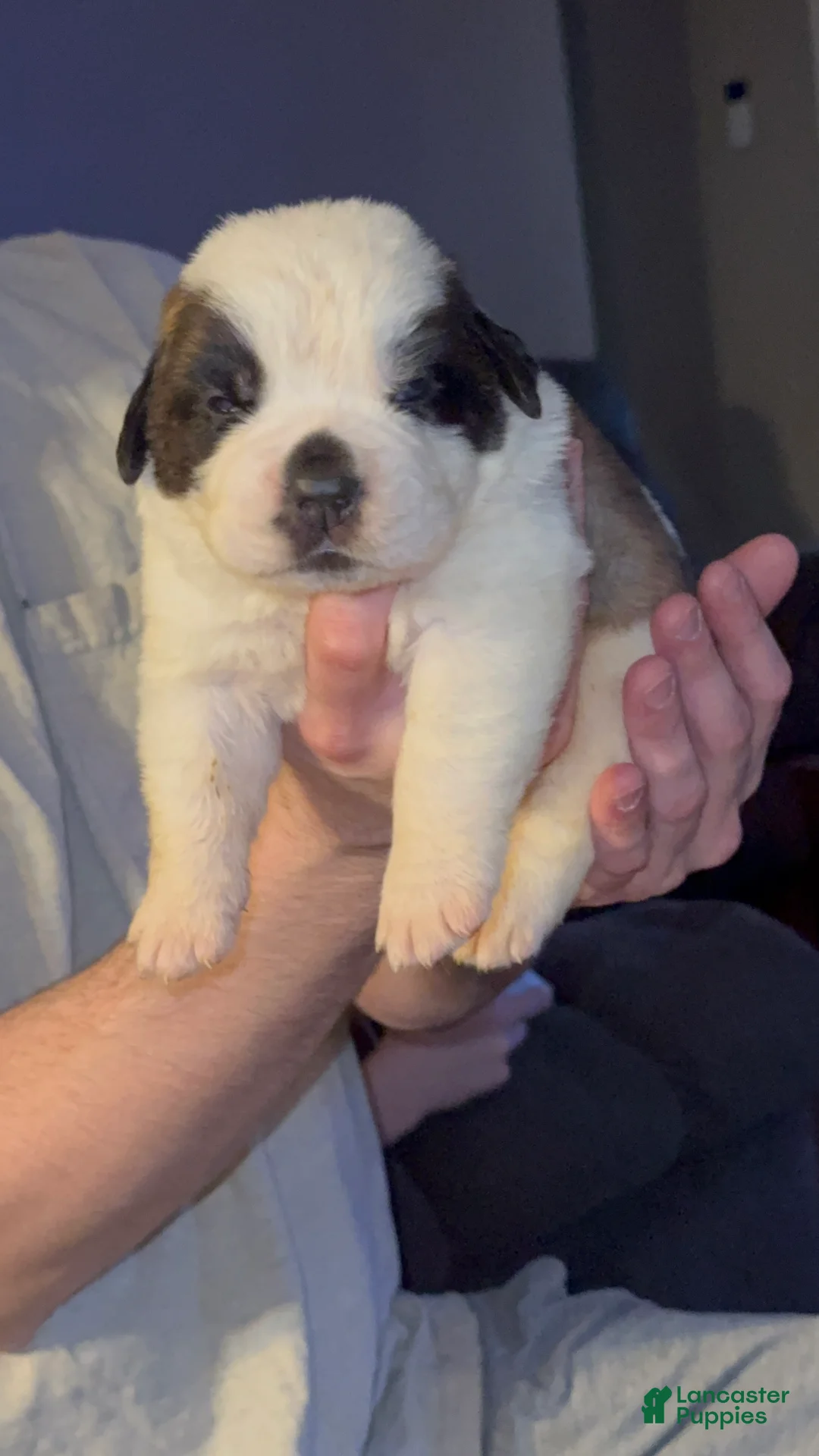 Saint Bernard dogs for sale: Tugs - Ad 1