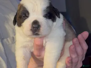 Saint Bernard dogs Tugs - Ad 31