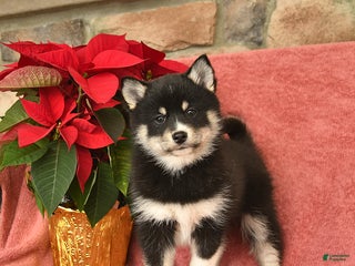 Pomsky dogs Santa - Ad 29