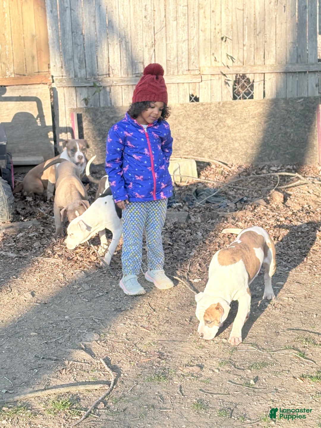 American Bully dogs for sale: Rambo - Ad 3