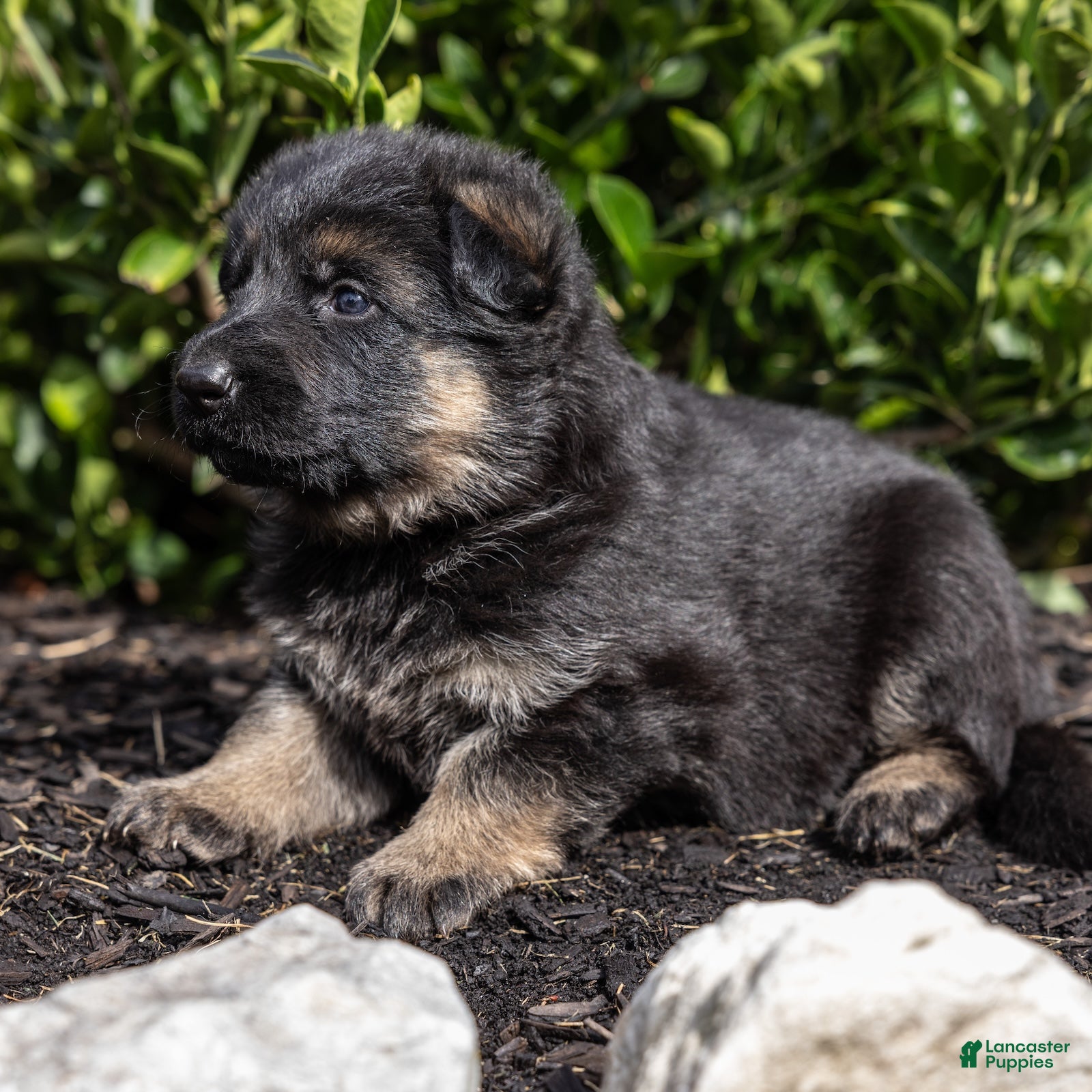 German Shepherd dogs Bess - Ad 2