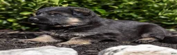 German Shepherd dogs for sale: Bess - Ad 2